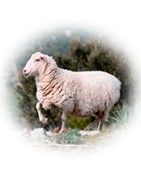 New Wool Products Winter 2017-18